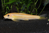 Gyrinocheilus aymonieri gold - Liefergröße ca.: 3-4 cm