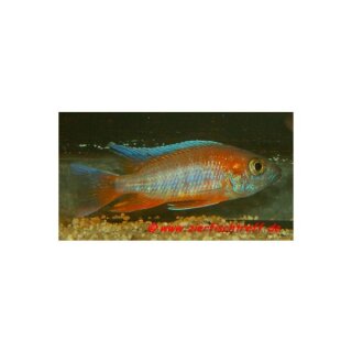 Aulonocara eureka - Liefergröße ca.: 6-8 cm