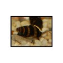 Anentome helena - Raubturmdeckelschnecke -...