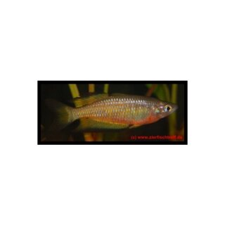 Melanotaenia parkinsoni - Parkinsons Regenbogenfisch - Liefergröße ca.: 4-6 cm