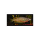 Melanotaenia parkinsoni - Parkinsons Regenbogenfisch -...