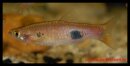 Rasbora kalochroma - Liefergröße ca.: 2-4 cm