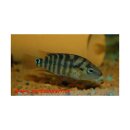 Cichlasoma festae - Orangeroter Tigerbuntbarsch -...