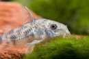 Corydoras paleatus - Marmor-Panzerwels -...