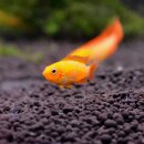 Apistogramma agassizii var. Red Fire - PAAR - Liefergröße ca.: 3-5 cm