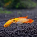 Apistogramma agassizii var. Red Fire - PAAR - Liefergröße ca.: 3-5 cm