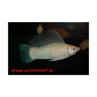Poecilia velifera var. Silber - Segelkärpfling-Molly - Liefergröße ca.: 2-4 cm