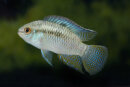 Laetacara curviceps - Liefergröße ca.: 2-4 cm