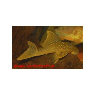 Hemiancistrus subviridis L-200 - Gelber Phantomwels High - Fin - Liefergröße ca.: 6-8 cm