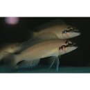 Chalinochromis brichardi