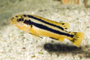 Melanochromis chipokae - Liefergröße ca.: 3-5 cm