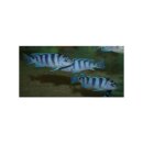 Pseudotropheus lombardoi - Liefergröße ca.:...