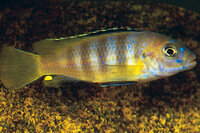 Pseudotropheus saulosi - Liefergröße ca.: 3-4 cm