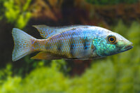 Fossochromis rostratus - Liefergröße ca.: 2-3 cm