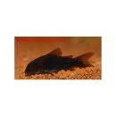 Corydoras aeneus venezuela Black - Metall-Panzerwels -...