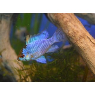 Mikrogeophagus ramirezi Electric Blue - PAAR - Schmetterlingsbuntbarsch - Liefergröße ca.: 2-3 cm