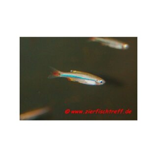 Tanichthys micagemmae - Vietnamesischer Zwergkardinalfisch - Liefergröße ca.: ca. 1 cm