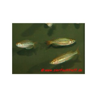 Melanotaenia maccullochi - Zwerg-Regenbogenfisch