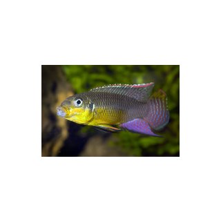 Pelvicachromis taeniatus Kienke - Smaragd Prachtbarsch Kienke