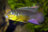 Pelvicachromis taeniatus Kienke - Smaragd Prachtbarsch Kienke - Liefergröße ca.: 2-4 cm