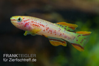 Fundulopanchax gardneri gold - Liefergröße ca.: 2-4 cm