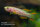 Fundulopanchax gardneri gold - Liefergröße ca.: 2-4 cm