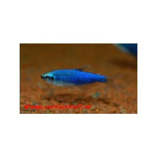 Inpaichthys sp. New Belem - Königs-Salmler - Liefergröße ca.: 2-4 cm