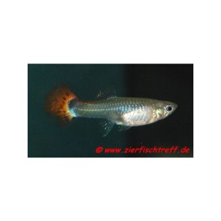 Poecilia reticulata Weibchen - Guppy - Liefergröße ca.: 2-4 cm