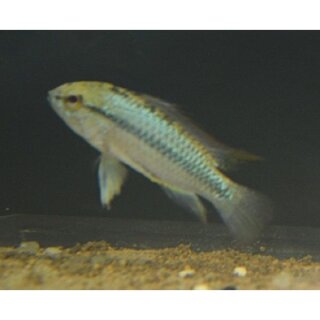 Apistogramma trifasciata - Dreistreifen-Zwergbuntbarsch - Liefergröße ca.: 3-5 cm