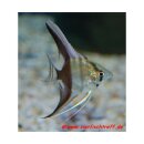 Pterophyllum scalare Bicolor - Zweifarbiger Skalar -...