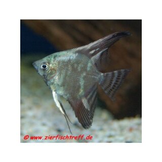 Pterophyllum scalare California - Landkarten - Skalar - Liefergröße ca.: 4-7 cm