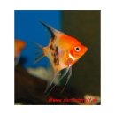 Pterophyllum scalare Red Devil - roter Skalar -...