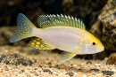 Aulonocara sp. White lemon - Liefergröße ca.:...