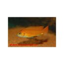 Pseudotropheus saulosi red coral - Liefergröße...