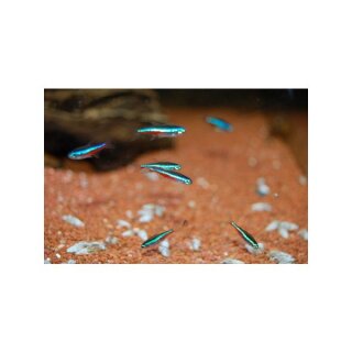 Blauer Neon, Paracheirodon simulans - Liefergröße ca.: 1-1,5 cm