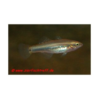 Hypseleotris compressa - Kaisergrundel - Liefergröße ca.: 2-4 cm