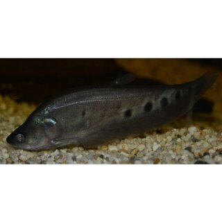 Chitala ornata - 1000$ - Messerfisch - Liefergröße ca.: 8-12 cm
