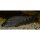 Chitala ornata - 1000$ - Messerfisch - Liefergröße ca.: 8-12 cm