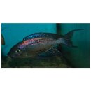 Cyathopharynx furcifer - Fadenmaulbrüter -...