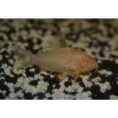 Corydoras sterbai albino - Panzerwels -...