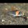 Corydoras eques - Dreieckspanzerwels