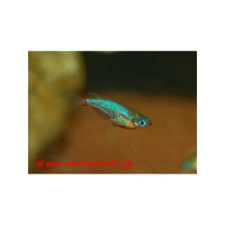 Oryzias woworae - Neon Reisfisch - Liefergröße ca.: 2-4 cm