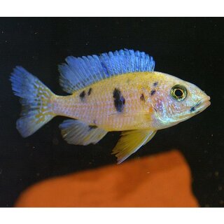 Aulonocara calico orange blanche - Kaiserbuntbarsch - Liefergröße ca.: 3-5 cm