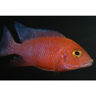 Aulonocara strawberry - Erdbeer-Kaiser - Liefergröße ca.: 6-8 cm