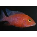 Aulonocara strawberry - Erdbeer-Kaiser -...