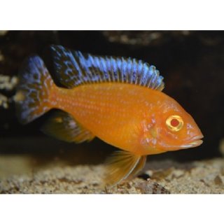 Aulonocara Firefish albino