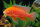 Aulonocara Firefish albino - Liefergröße ca.: 5-7 cm