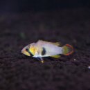 Apistogramma pandurini - Panduros Zwergbuntbarsch 1 Paar