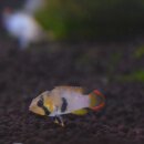 Apistogramma pandurini - Panduros Zwergbuntbarsch 1 Paar