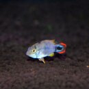 Apistogramma pandurini - Panduros Zwergbuntbarsch 1 Paar